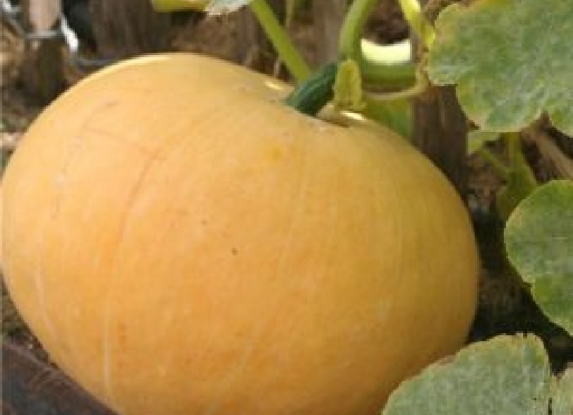 Velouté de Potiron Jaune Gros de Paris au curry et lait de coco