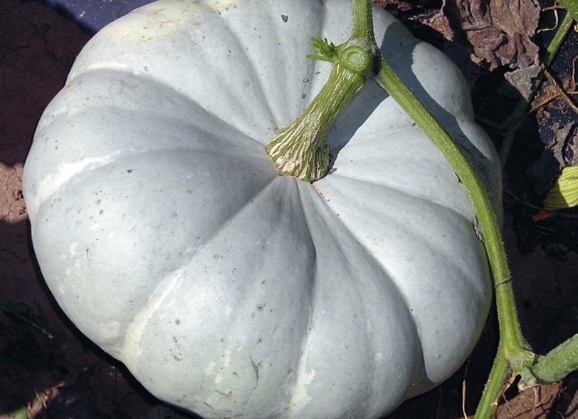 Courge Silver Moon rôtie au miel, thym et feta