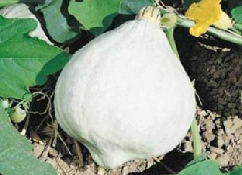 Velouté de courge Blue Magic au lait de coco et curry