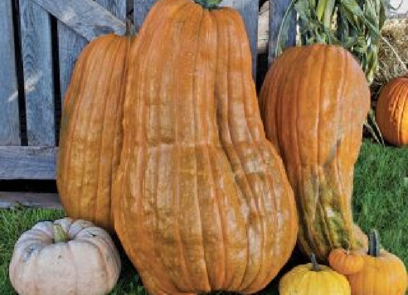 Courge Dilly of a Jack rôtie aux épices douces