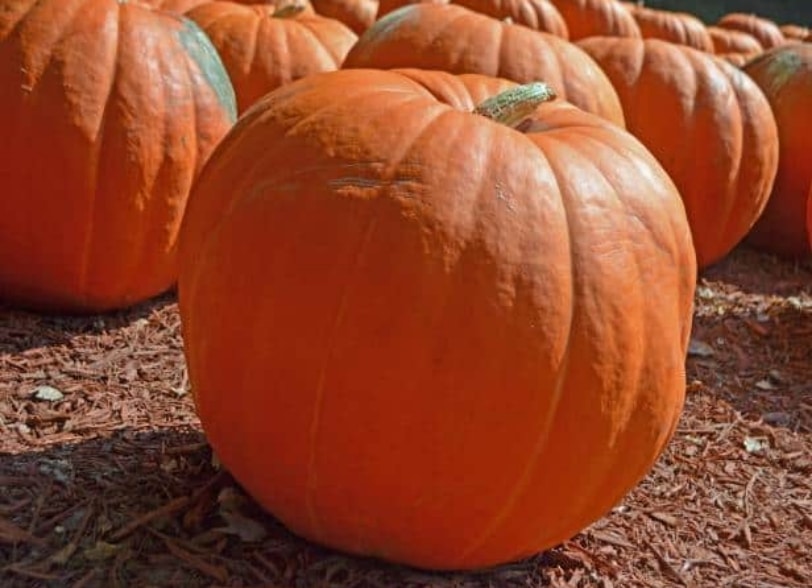 Velouté de courge Prizewinner au gingembre et lait de coco